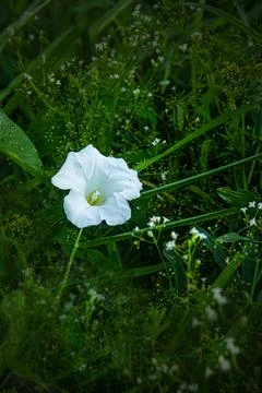 White bindweed Stock Photos