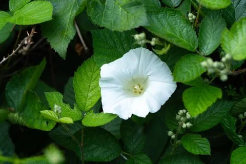 White bindweed 스톡 사진