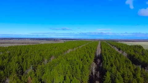 White birch among the pine trees Video stock 99698807