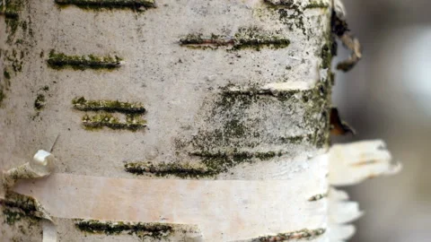 White birch bark close-up Stock Footage 154166159