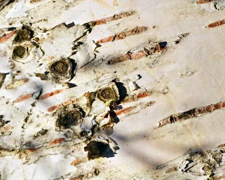 White birch bark Stock Photos