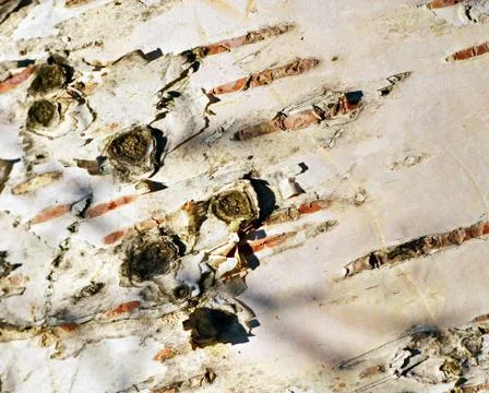 White birch bark Stock Photos