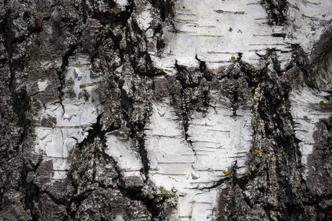 White birch bark Stock Photos