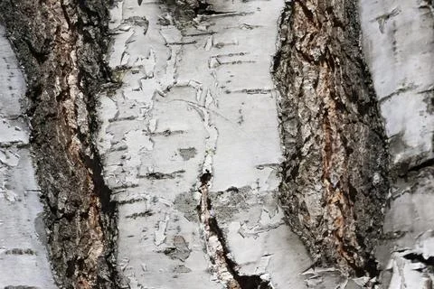 White birch bark Stock Photos