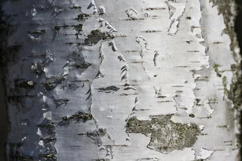 White birch bark Stock Photos