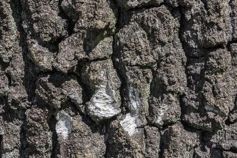 White birch bark Stock Photos