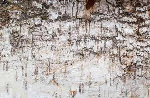 White birch bark texture, background, wooden Photos