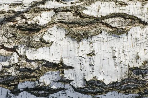 White birch bark. Texture of birch or alder bark for design. Collection of bi Stock Photos