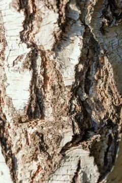 White birch bark texture close up Stock Photos