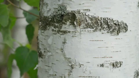 White birch bark texture features natural lichen growth and green leaves Stock Footage 339364538