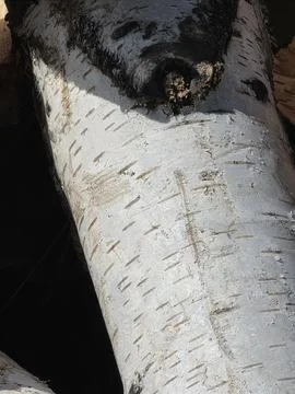 White birch bark timber texture close up Stock-Fotos