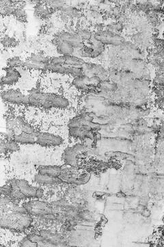 White birch bark with visible texture. background Stock Photos