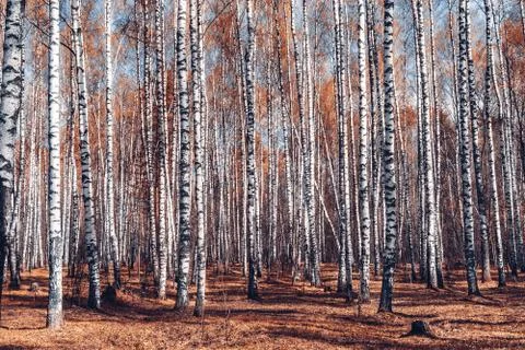 White birch forest background at fall. Stock Photos