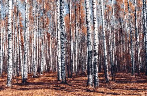 White birch forest background at fall. Stock Photos