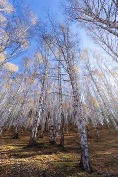 White birch forest Stock Photos