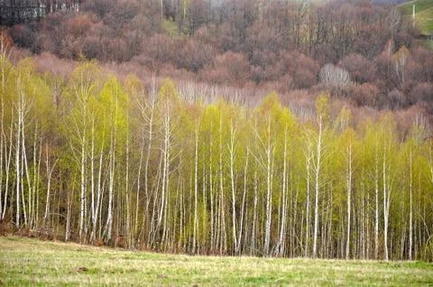 White birch forest Stock Photos