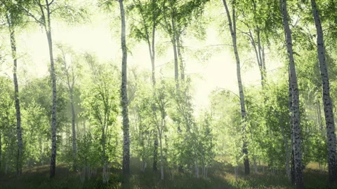 White birch grove in spring Видео 231283956