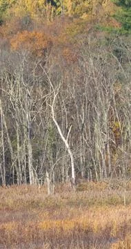 White birch in the marsh Stock Photos