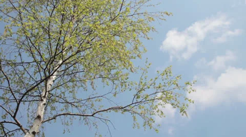 White birch in midday sun, branches moving in wind Video stock 23724877