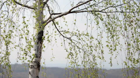 White birch in midday sun Video stock 23724884