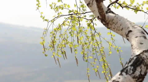 White birch in midday sun Видео 23724893