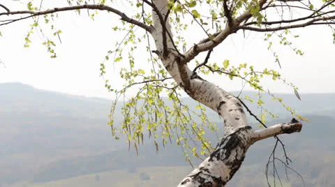 White birch in midday sun Video stock 23724899