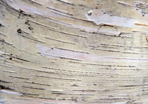 White Birch Stock Photos
