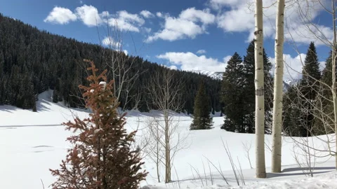 White Birch Sun Snow Pine Tree Video stock 156941811