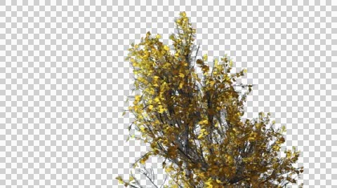 White Birch Swaying Tree Cut of Chroma Key Tree on Alfa Channel Tree is Swaying Video stock 55894836