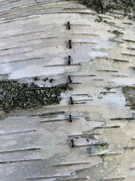White birch texture Stock Photos