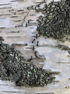 White birch texture Stock Photos