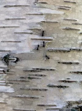 White birch texture Stockfoto's