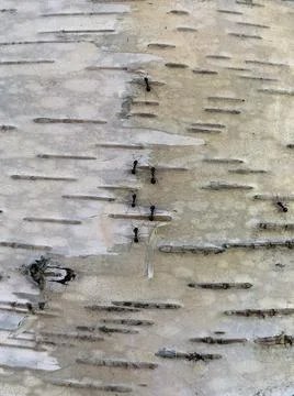 White birch texture Stockfoto's