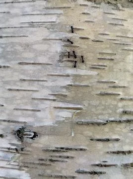 White birch texture Stock Photos