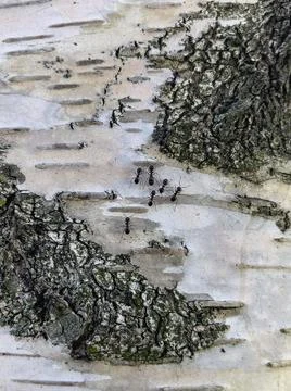 White birch texture Stock Photos