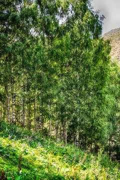 White birch tree forest grove with green canopy Kyrgyzstan Stock Photos