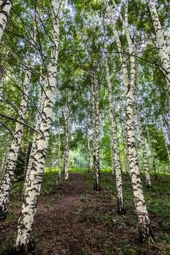 White birch tree forest grove with green canopy Kyrgyzstan Stock Photos
