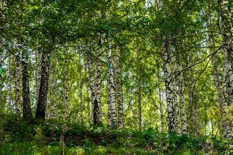White birch tree forest grove with green canopy Kyrgyzstan Stock Photos