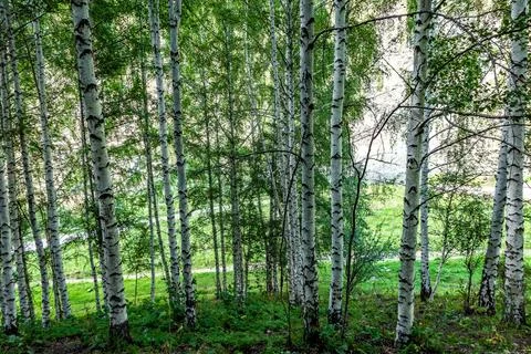 White birch tree forest grove with green canopy Kyrgyzstan Stock Photos