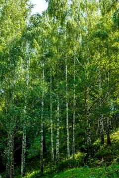 White birch tree forest grove with green canopy Kyrgyzstan Stock Photos