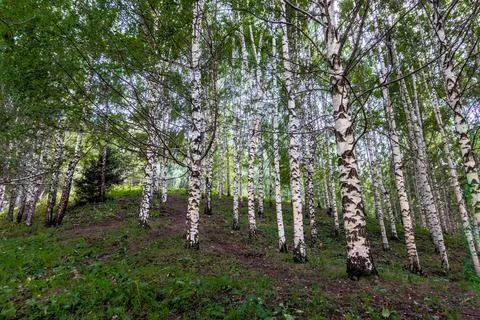 White birch tree forest grove with green canopy Kyrgyzstan Stock Photos