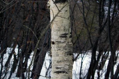 White birch tree in the forest Stock Photos