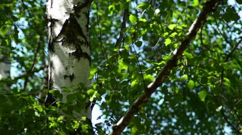 White Birch Tree with Green Leaves Stock Footage 11322653