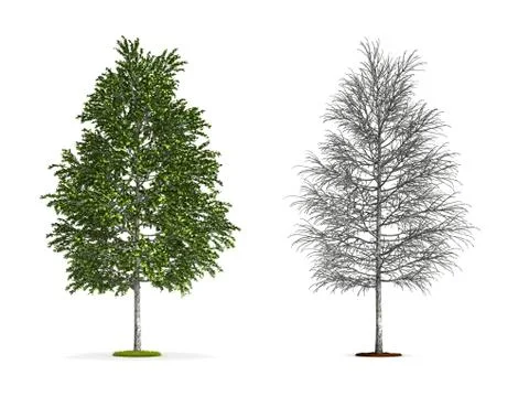 White birch tree. Stock Illustration