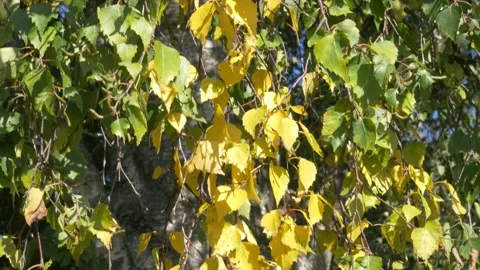 White birch tree leaves leaf color green yellow brown autumn season fall sun Stock Footage 213600234
