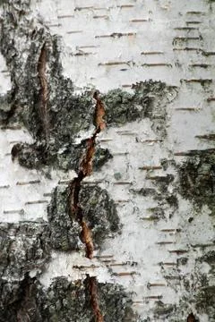 White birch tree Stock Photos