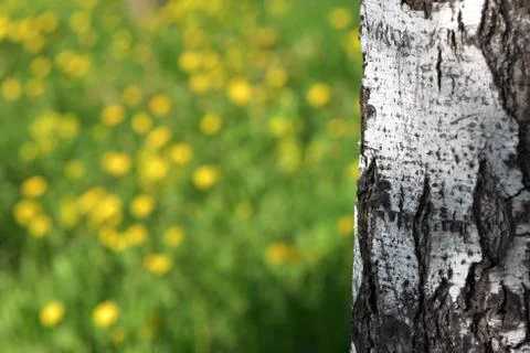 White birch tree trunk and greens in the May grove Stock Photos
