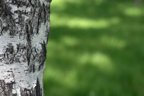 White birch tree trunk and greens in the May grove Stock Photos