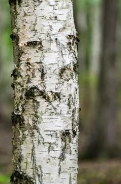 White birch tree trunk Stock Photos