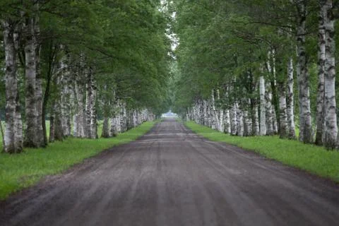 White Birch Treelined Stock Photos